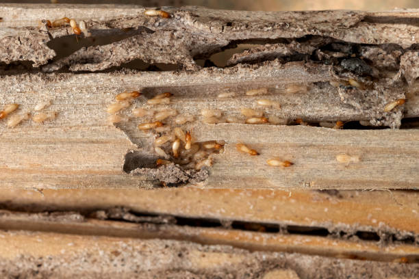 Trusted Hewlett Harbor, NY Pest Control Experts