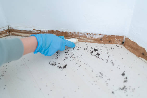 Best Bed Bug Extermination  in Hewlett Harbor, NY